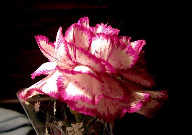 3b6833f5757e774ebd310949_jpg