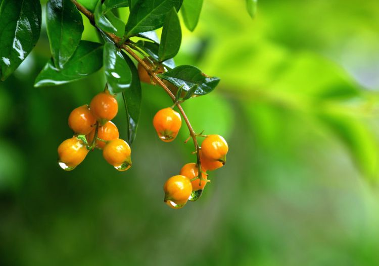 27029073_1381119045714_mthumb_jpg