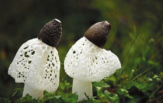 1456207450305888937_jpg