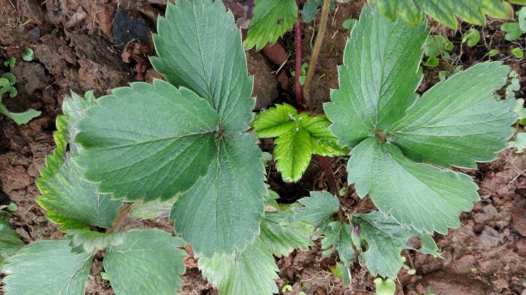 302110480272035764_jpg