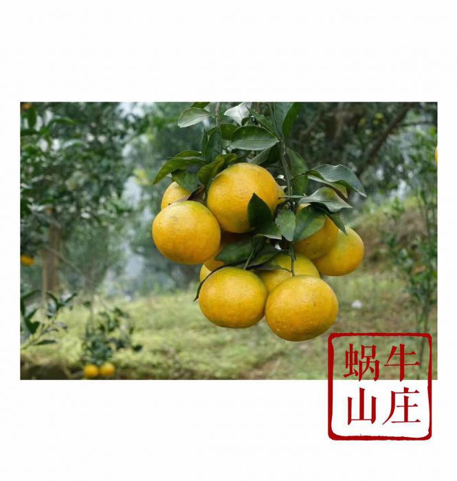 480330819560454190_jpg