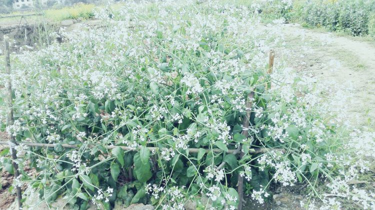 QQ图片20170326201916_jpg