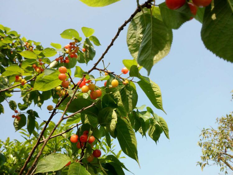 微信图片_20170415140433_jpg