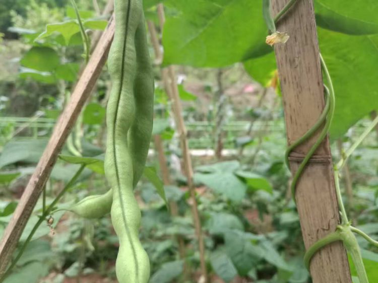 QQ图片20170610213321_jpg