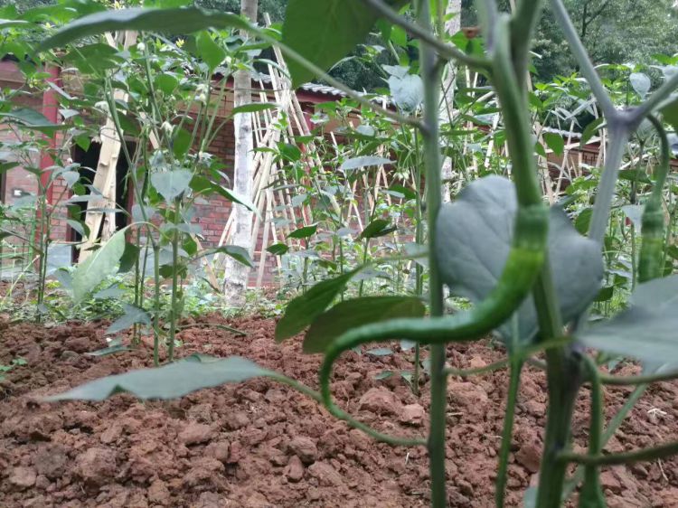 QQ图片20170610213325_jpg