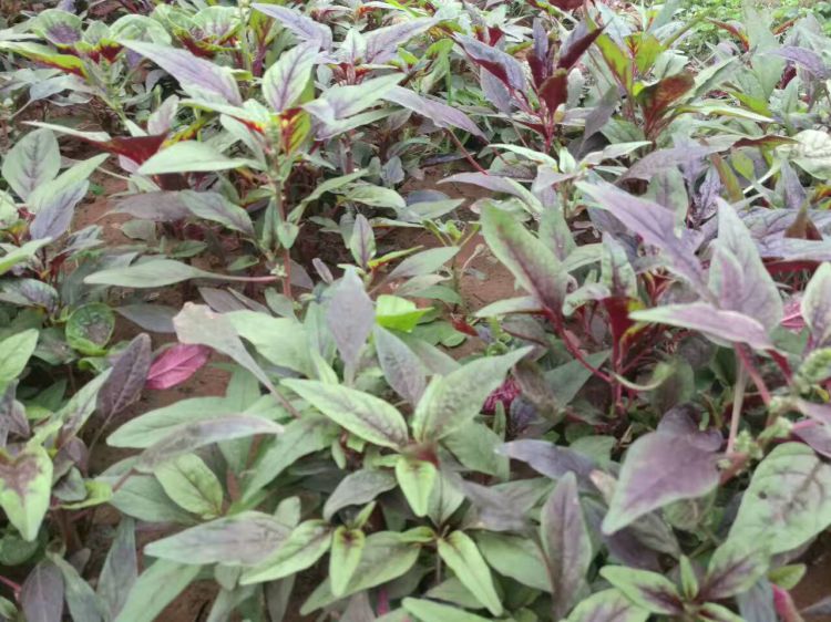 QQ图片20170610213331_jpg