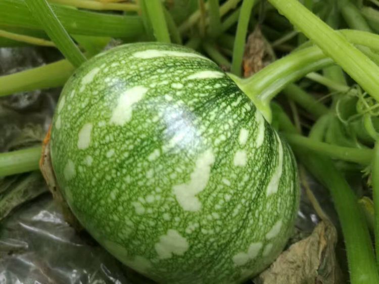 QQ图片20170610213335_jpg