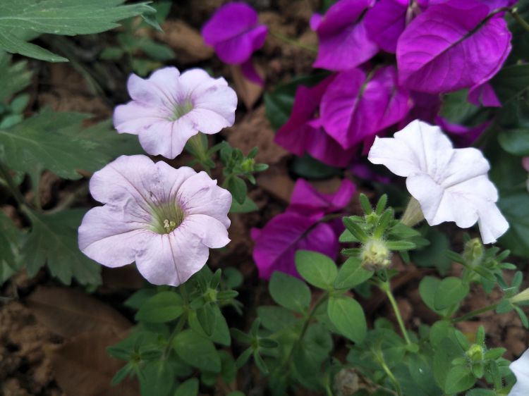 QQ图片20170610231839_jpg