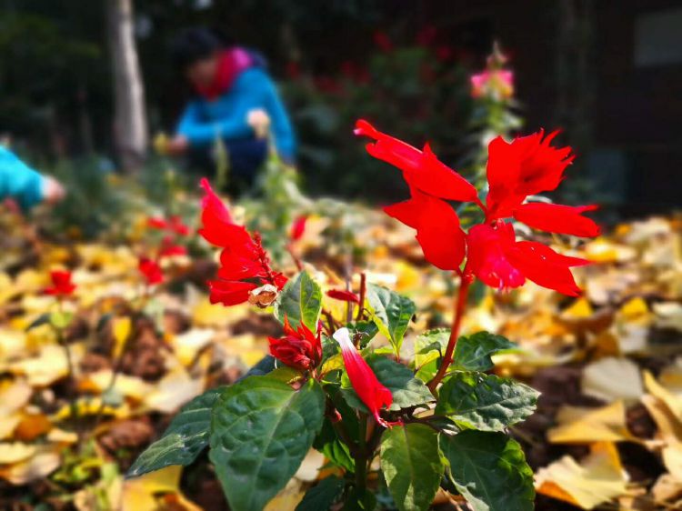 微信图片_20171223214856_jpg 微信图片_20171223214856_jpg