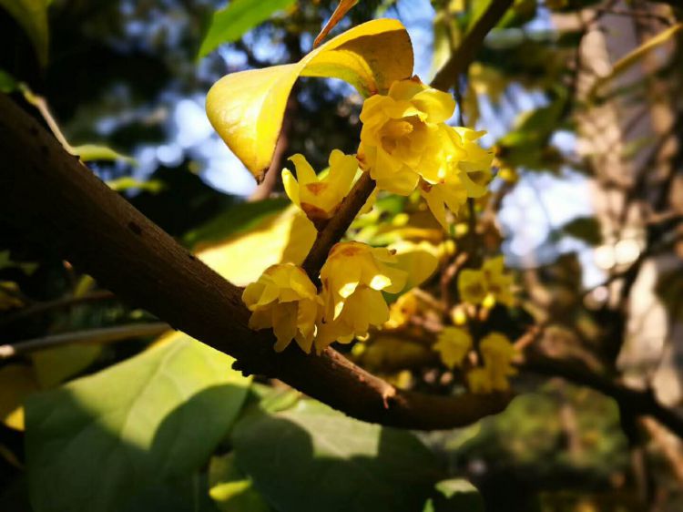 微信图片_20171223222153_jpg