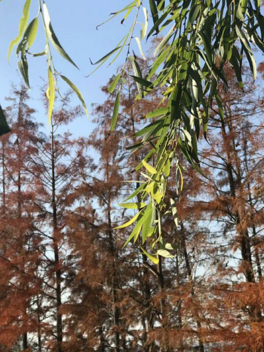 微信图片_20171230222140_jpg