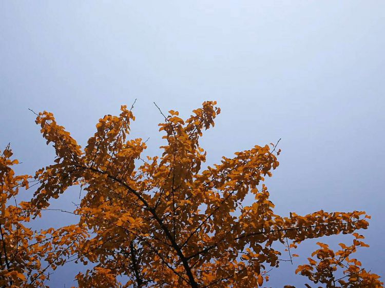 微信图片_20171230222114_jpg