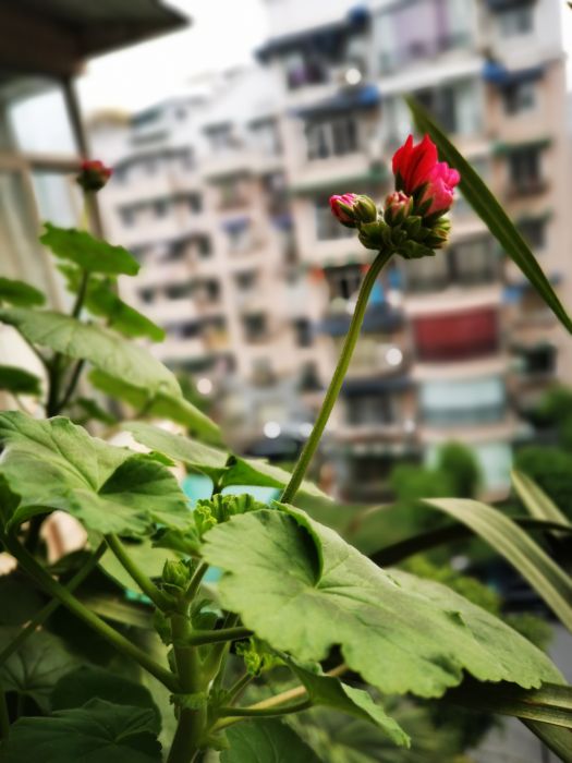 微信图片_20200424104513_jpg