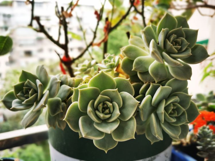 微信图片_20200424104619_jpg